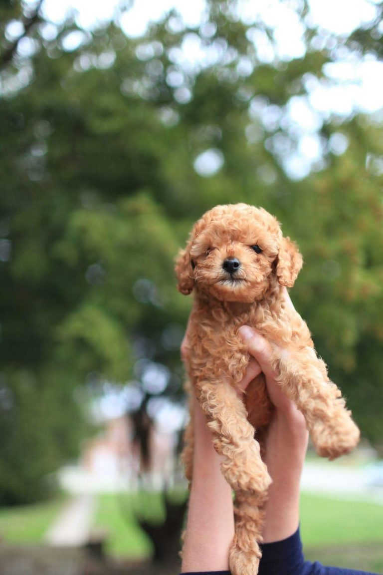 Safkan Poodle: Kaliteli ve Güvenilir Ev Arkadaşları ddhpoodletoyizmir.com3