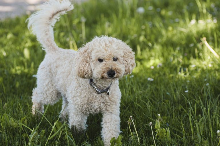 Toy Poodle Nedir? Özellikleri, Bakımı ve Yaşam Tarzı t4